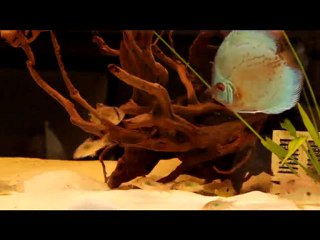 21.11.2010 itibari ile akvaryumum