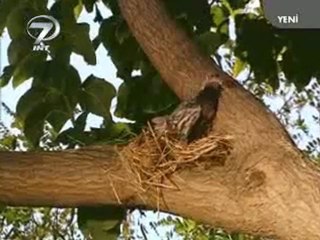 Veysel Karani   Bölüm 2