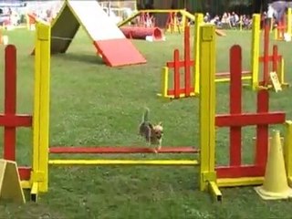 binkie agility ballan miré