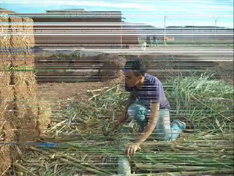 tamounte bambous maroc zaouit sidi ahmed maroc novembre 2010