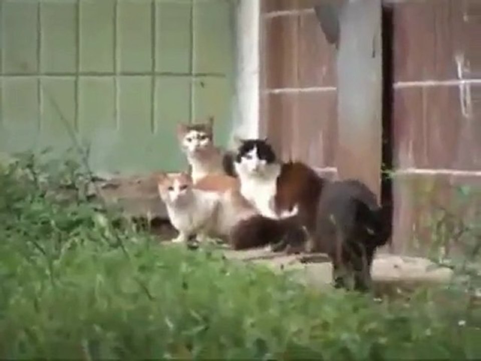rat attacks cat