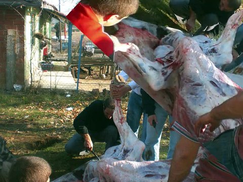 2010 KURBAN BAYRAMI KURBAN KESME GÖRÜNTÜLERİ