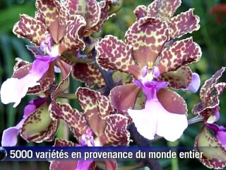 5.000 variétés d'orchidées exposées en Colombie