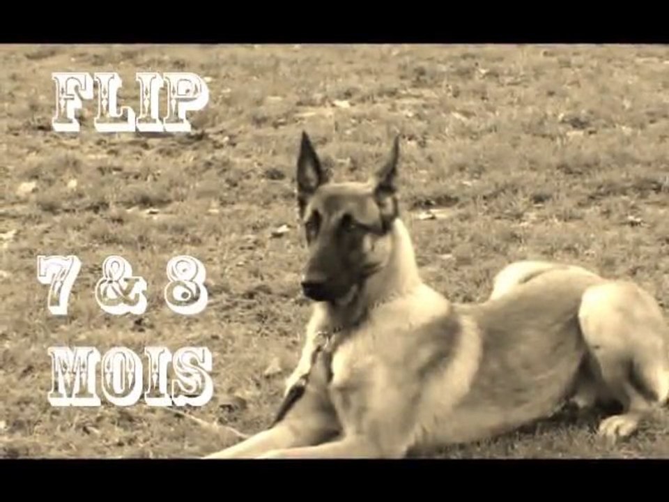 Flip à 7 et 8 mois (11-2010)