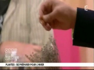 plantes médicinales pour l'hiver (1/2)