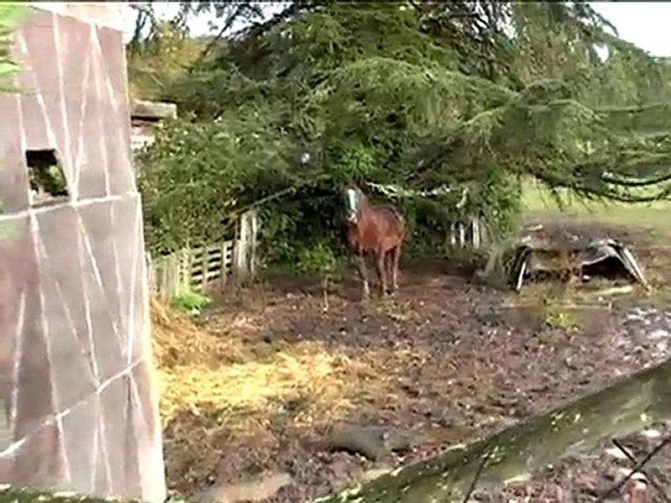 ça papote