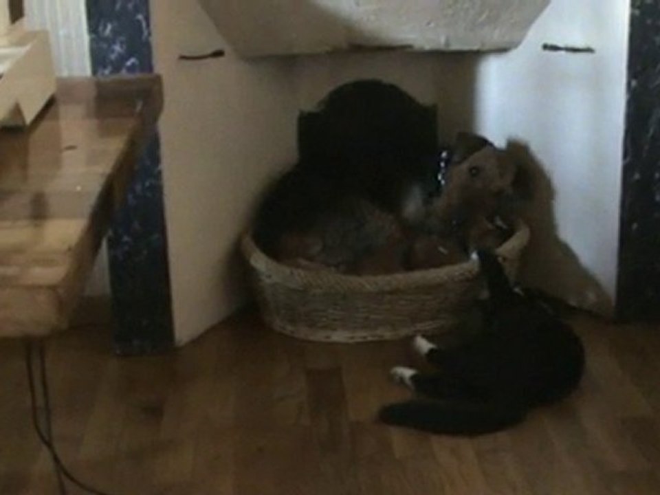 Cyta et Pollux