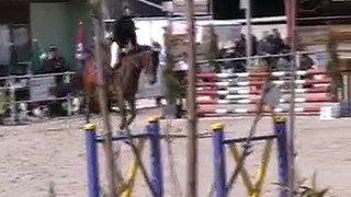 Qualypso cheval selle français de 6 and par Dollar de Sémill