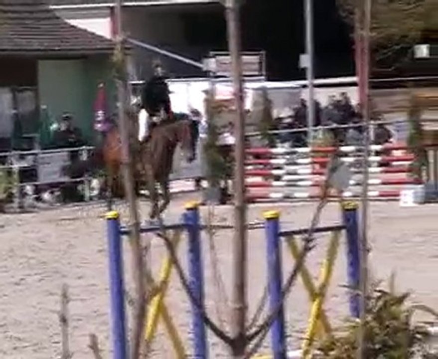 Qualypso cheval selle français de 6 and par Dollar de Sémill