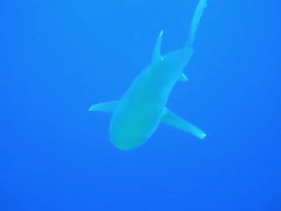 Spéciale requin Croisière BDE pingouin malin 2/2