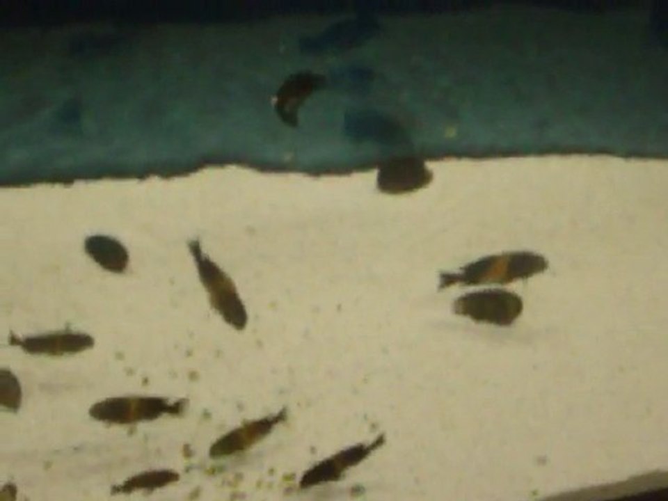 10.KÖY   Tropheus black Bemba