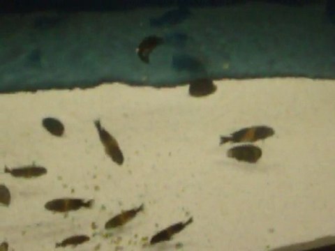 10.KÖY Tropheus black Bemba