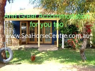 Horse Holiday and Accommodation