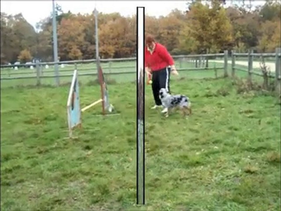 Dove agility entrainement 20 novembre 2010