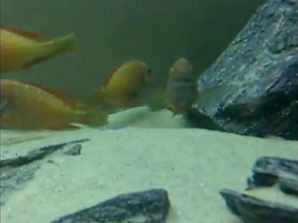 İlangi yellow africa