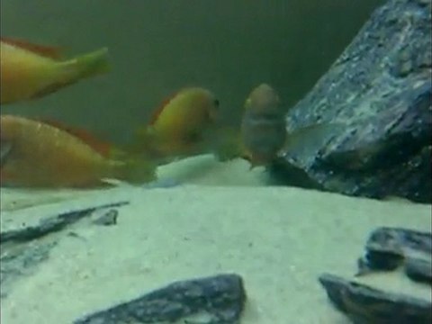 İlangi yellow africa