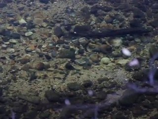 Saumons sur une frayère (Louis SAUVADET - APS)