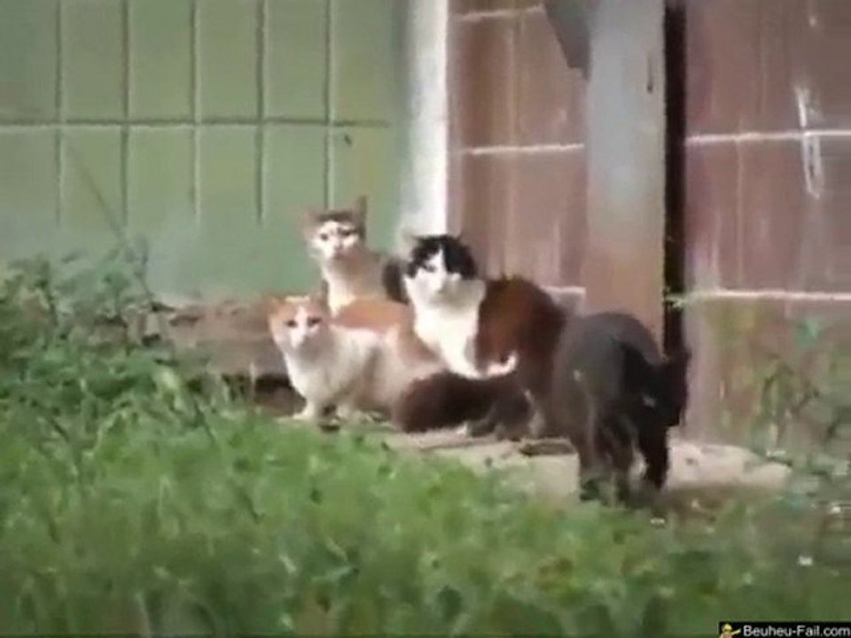 Rat Versus 4 Chats