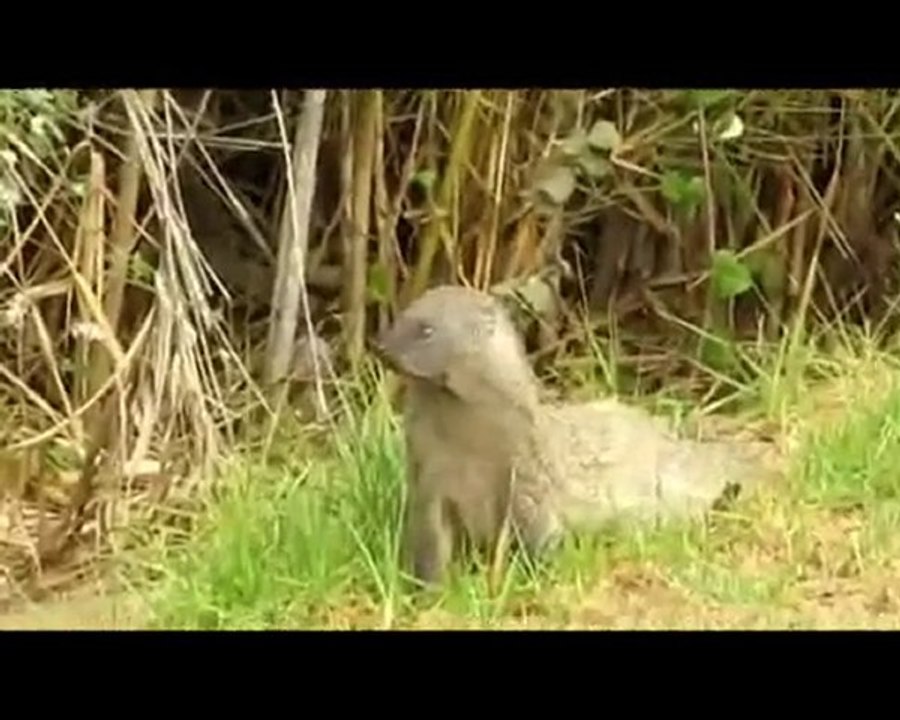 Genus Rattus