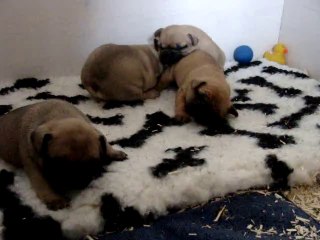 Furie et ses frères 21 jours