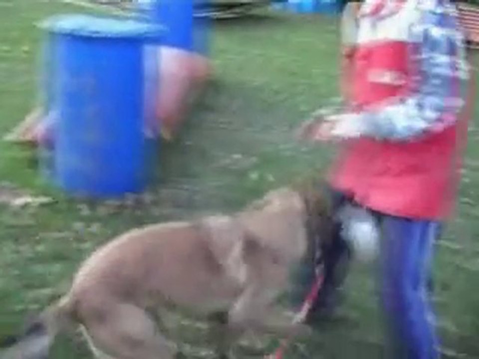 chiva