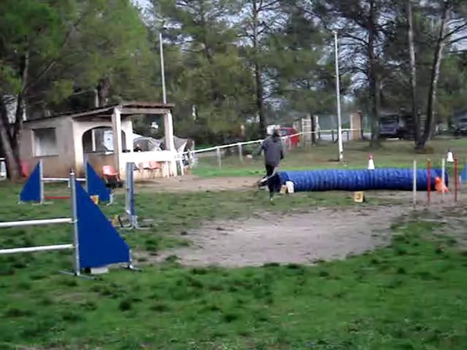 brownie jumping