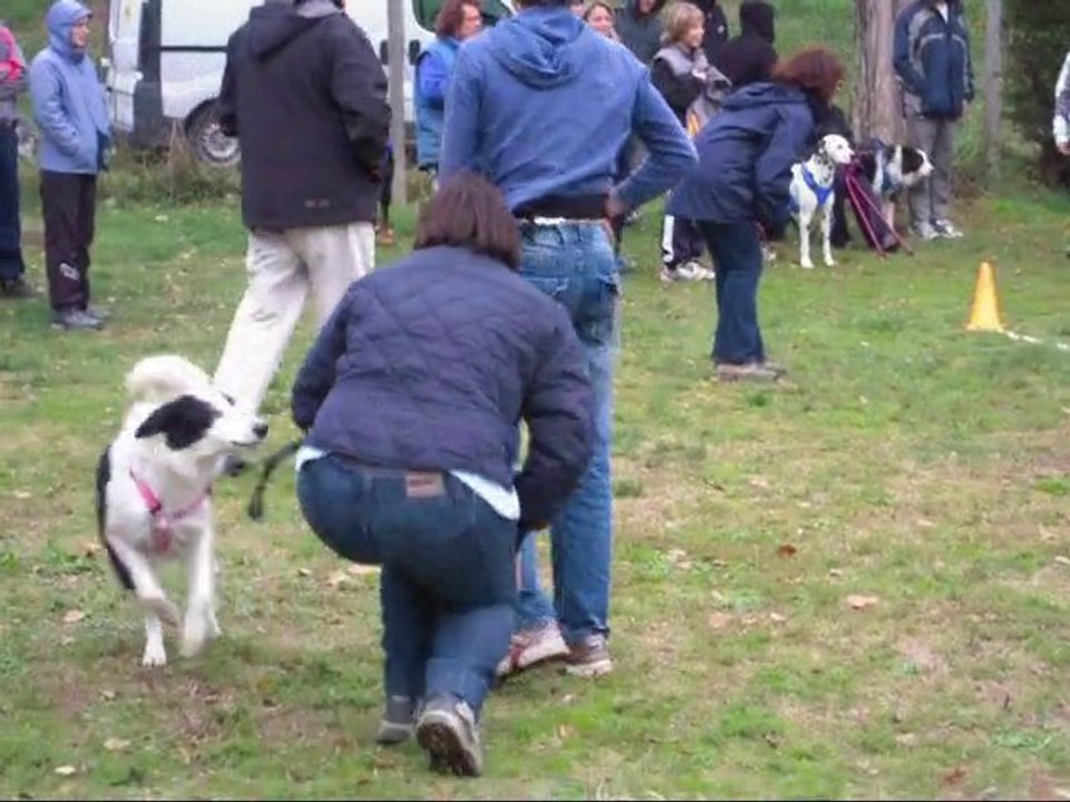 rapid cani blagnac 21 11 10