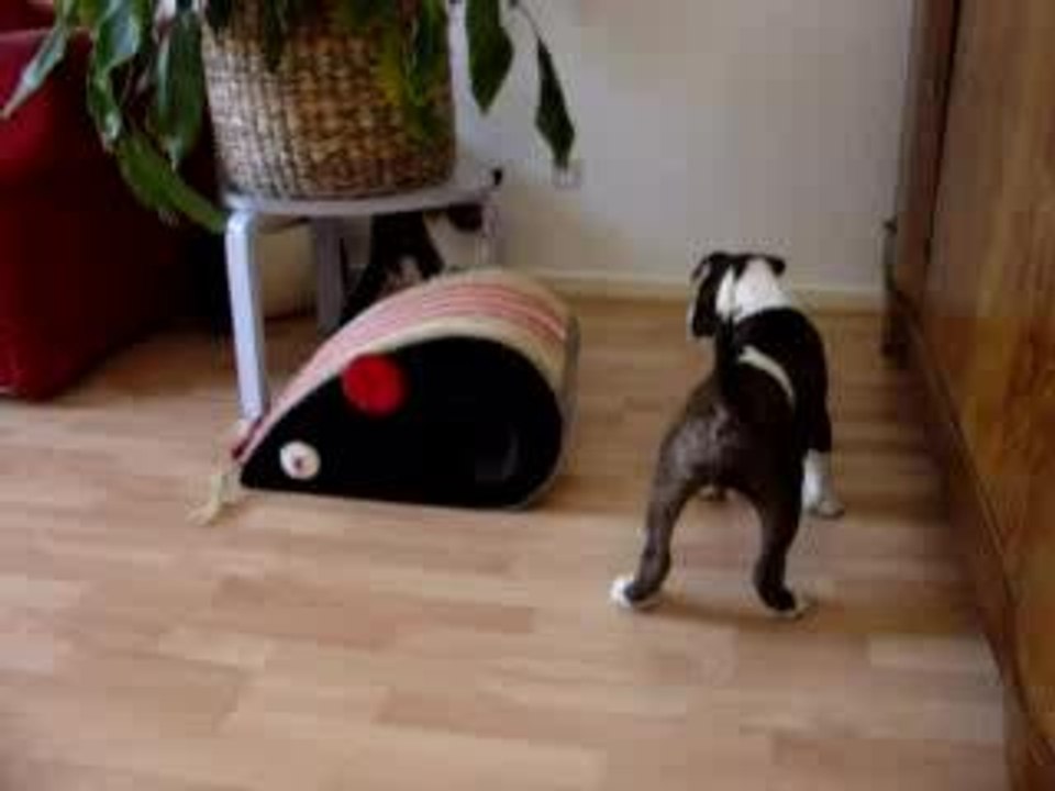 Fight the cat