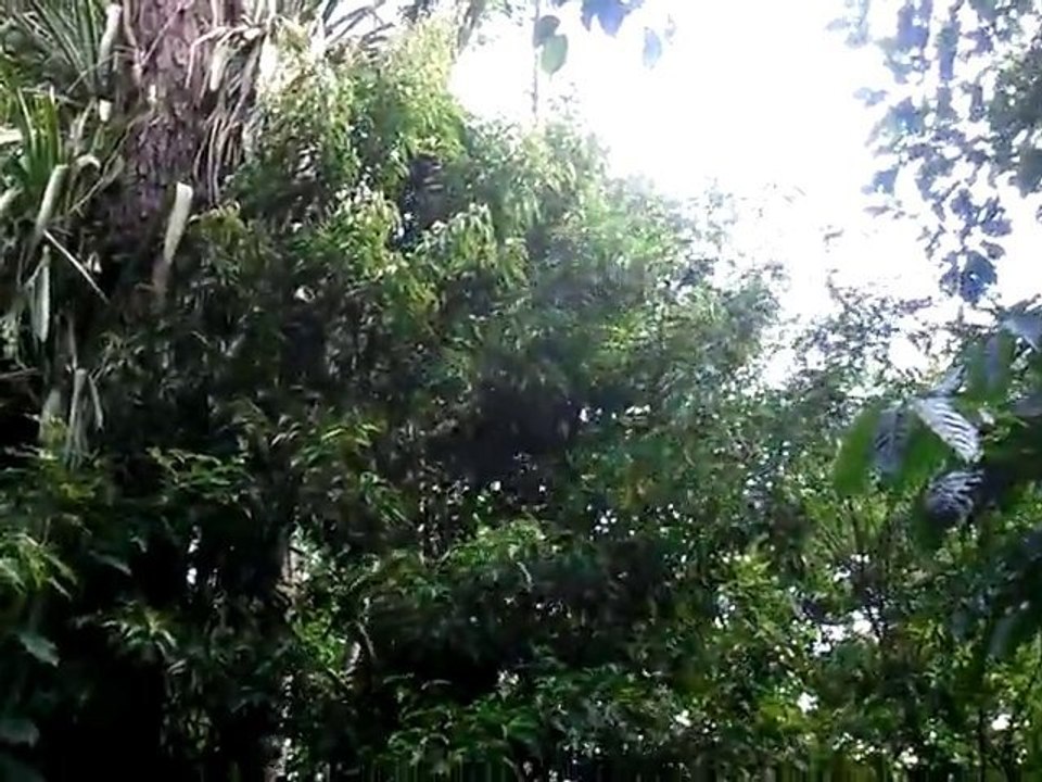 Singes