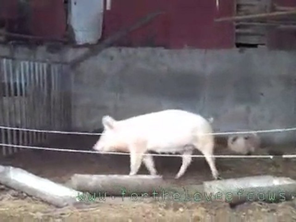 Cow Calf and Pigs from For The Love of Cows dot com