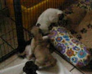 Les bébés de Clémentine