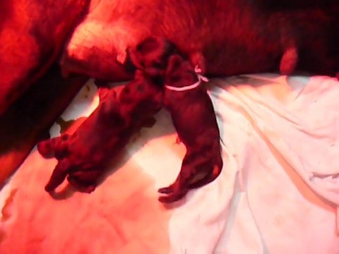 Femelle collier Mauve et Male collier Bleu