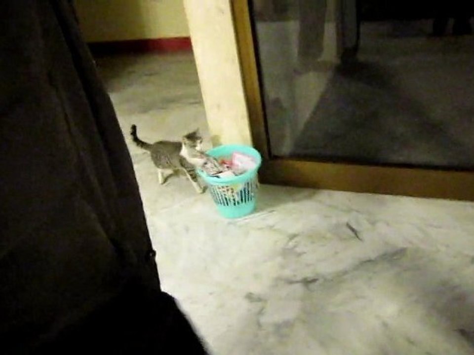 I want cat
