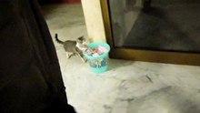 I want cat
