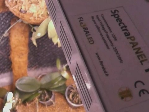 Eclairage horticole aux LEDs - SpectraPANEL 119 - Orchidées