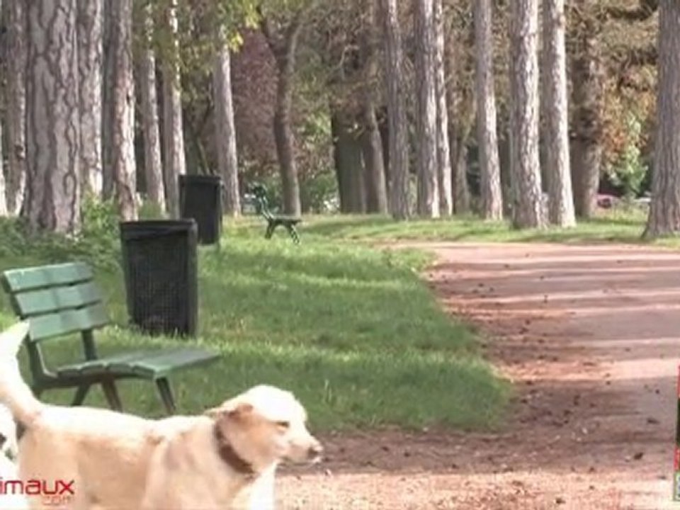 Rencontrer des congénères en toute sécurité pour le chiot