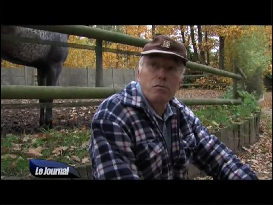 D'kaya n'est pas un loup mais un CHIEN-LOUP tchécoslovaque