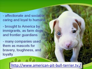 The Athletic American Pit Bull Terrier