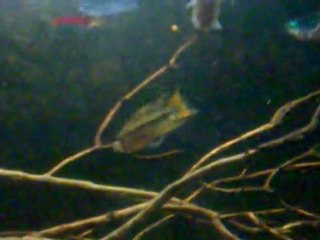 Apistogramma cacatuoides and Neon tetra 2