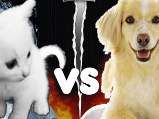 Chien vs chat, on sait enfin lequel est le plus intelligent