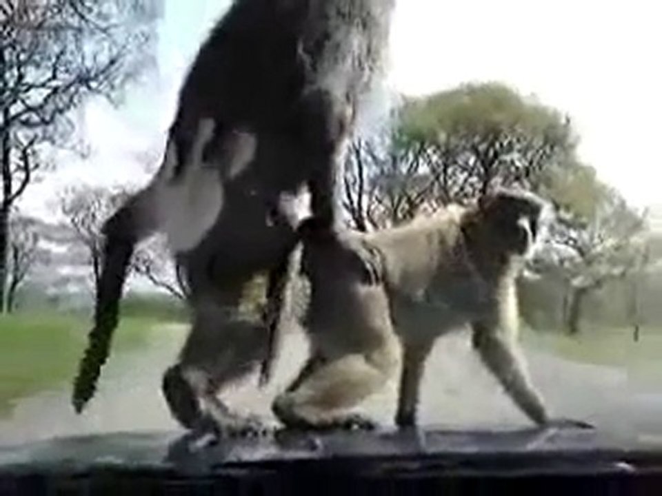 Maymunların ne yapacağı belli olmaz