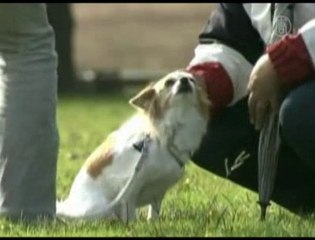 Chihuahua Becomes Japans Smallest Search Rescue Dog