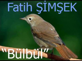 Fatih ŞİMŞEK - "Bülbül" Şiiri
