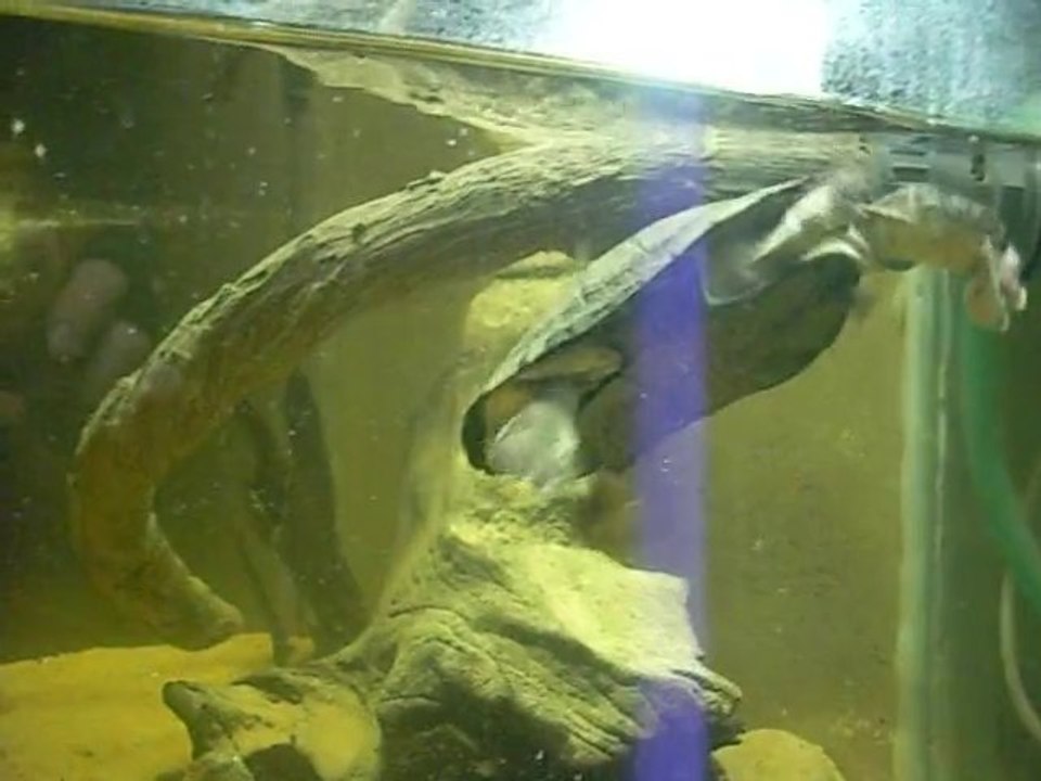 Distribution de souriceaux aux tortues (Pelomedusa Subrufa)