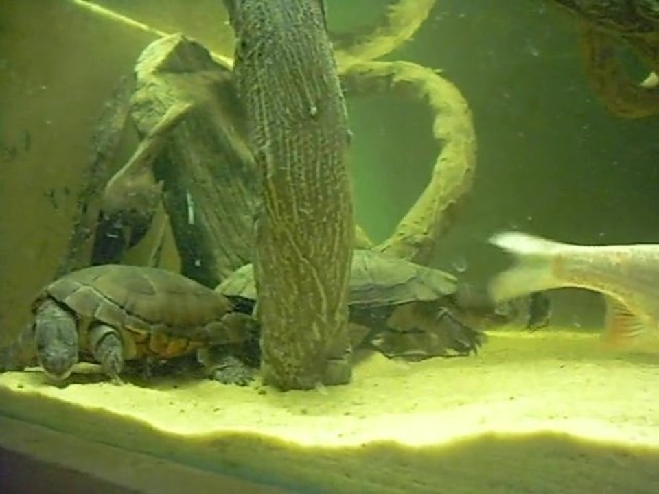 Un gardon bien téméraire, face à une tortue