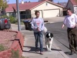 How To Teach A Big Dog To Stop Pulling On The Leash