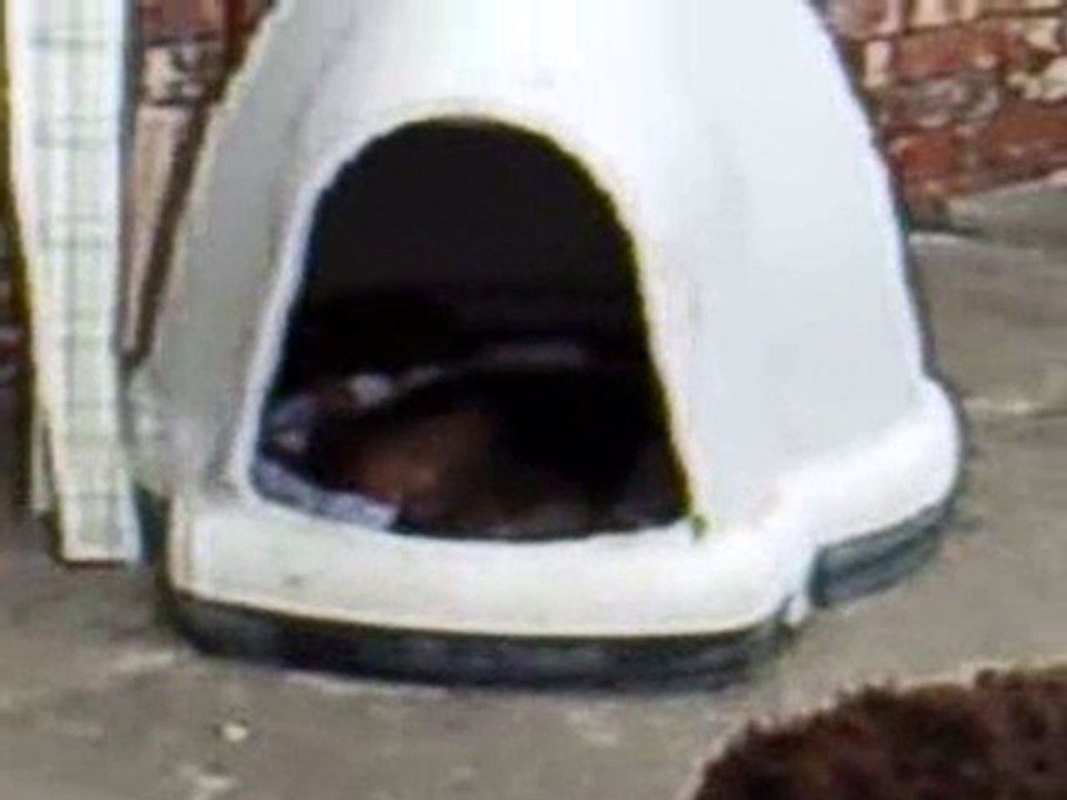 Guchi dormido