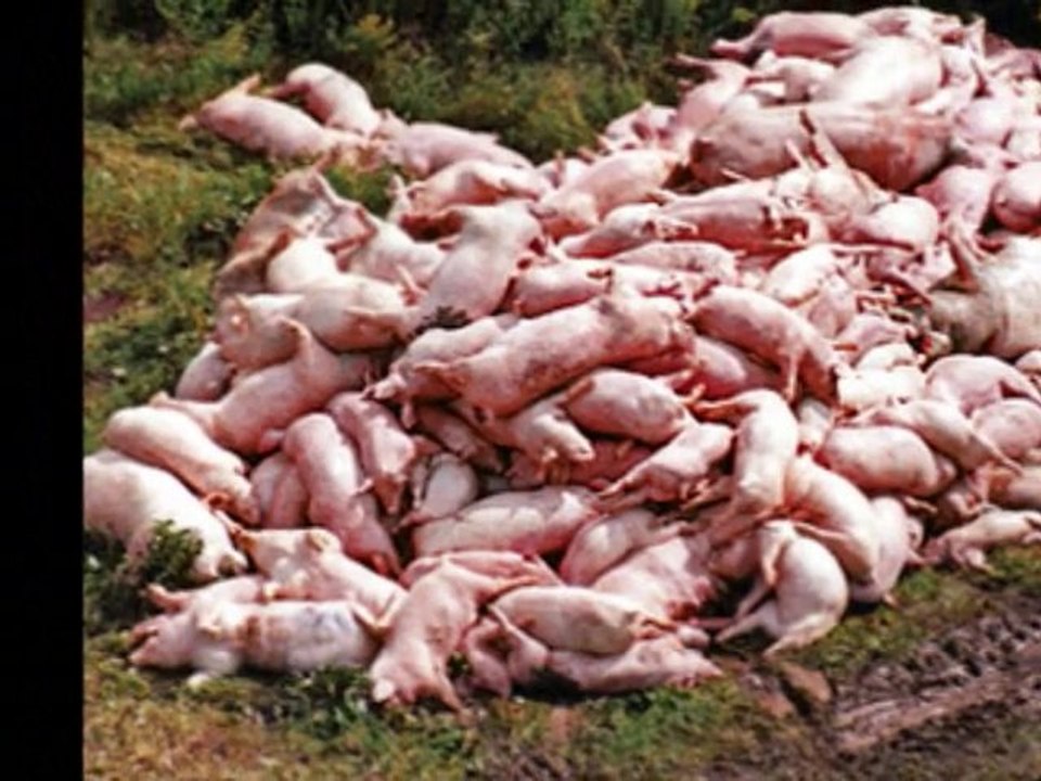 Factory Farming: Why I Do Not Support Them