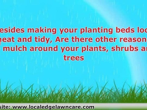 Local Edge Lawn Care is a full service lawn maintenance land