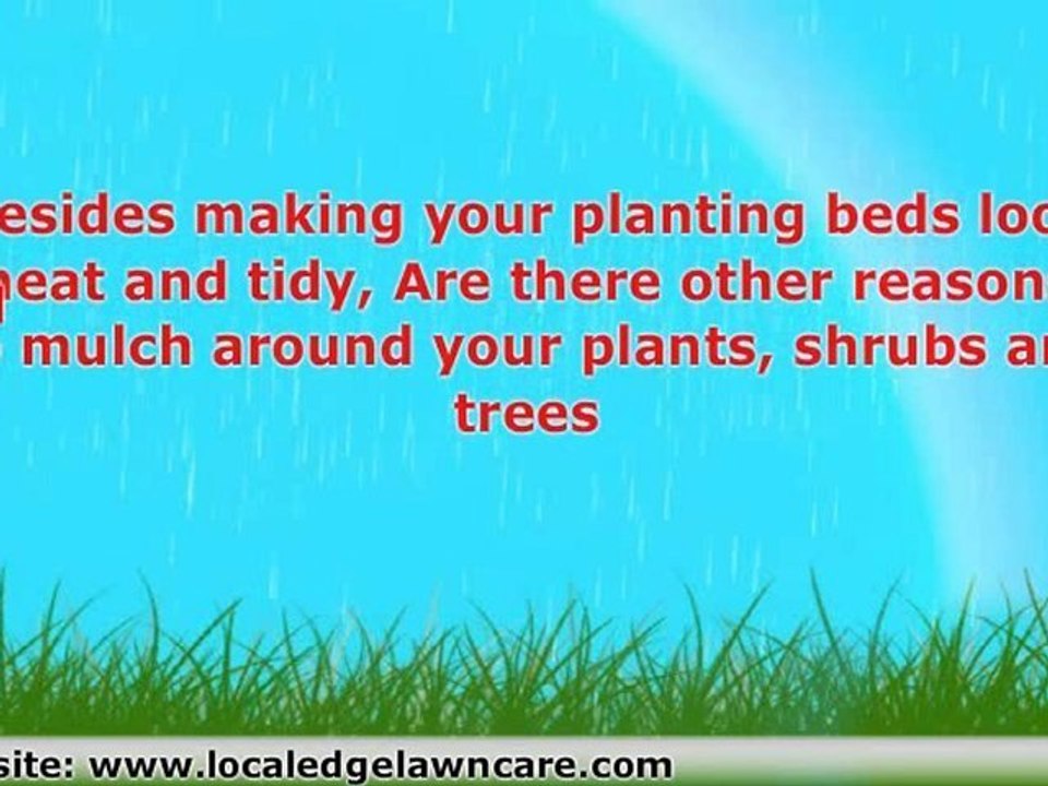 Local Edge Lawn Care is a full service lawn maintenance land